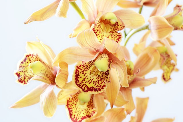 oranžová orchidej