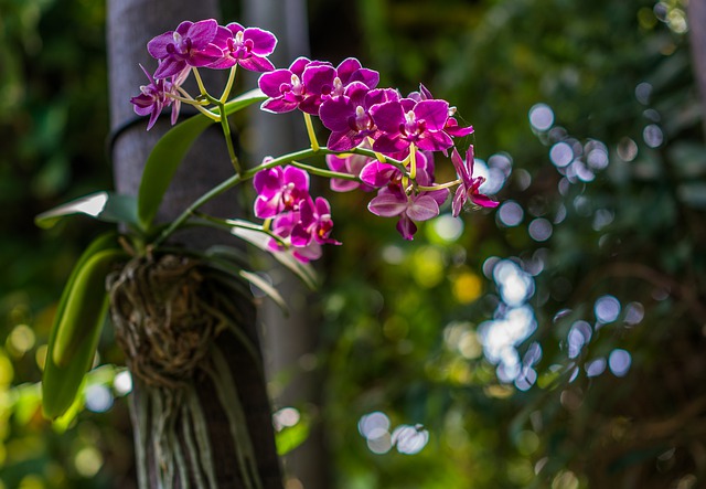 divoká orchidej